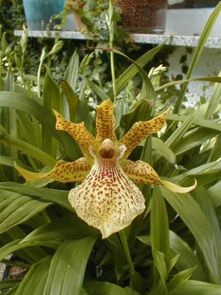 Propetalum MATHINA