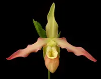 Phragmipedium Lutz Rollke (boisserianum x besseae var. flavum) EO276