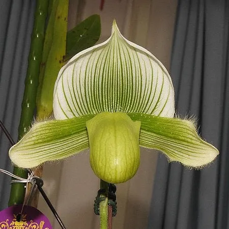 Paphiopedilum Doya Green Prince -BS (Paphiopedilum)