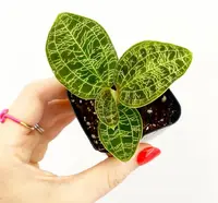 Macodes petola (Lightning Jewel Orchid)