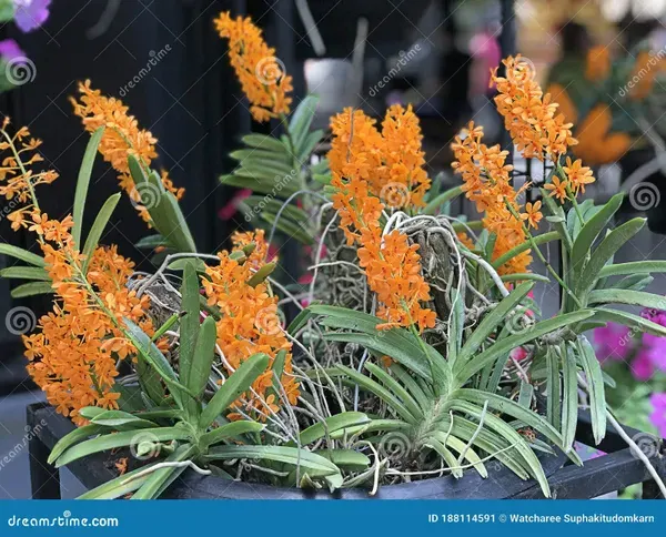 Ascocentrum miniatum (Ascocentrum)