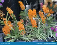 Blooming Size, Ascocentrum miniatum, shipping Included