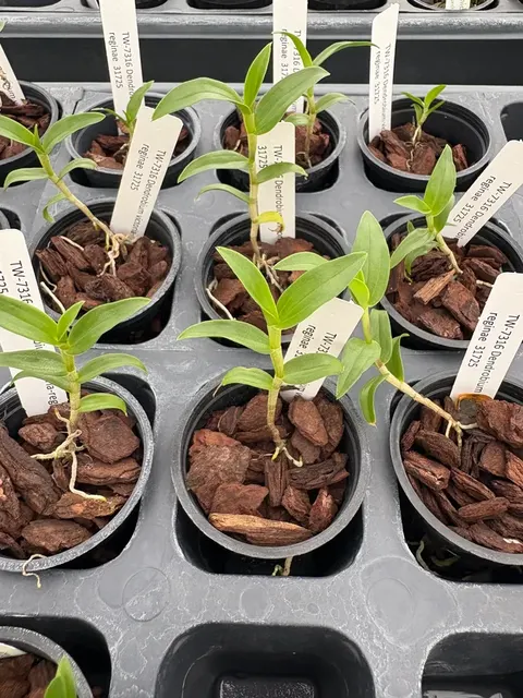 Dendrobium victoria-reginae (Dendrobium)
