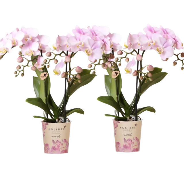 Phalaenopsis 'Portugal'