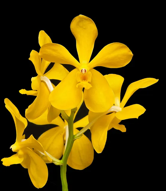 Vanda Vicki Hallock 'Jewel' (Vanda)