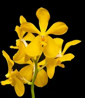 Vanda Vicki Hallock 'Jewel'