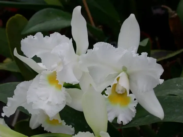 Cattleya QUEEN SIRIKIT