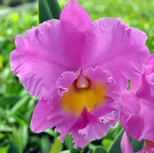 Rhyncholaeliocattleya Pink Empress