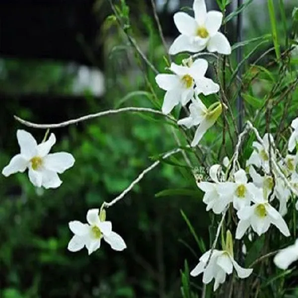 Dendrobium auriculatum sp (Dendrobium)