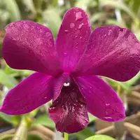 Dendrobium Chatuchak 'Weekend Market' blooming size orchid clone. Nice plants