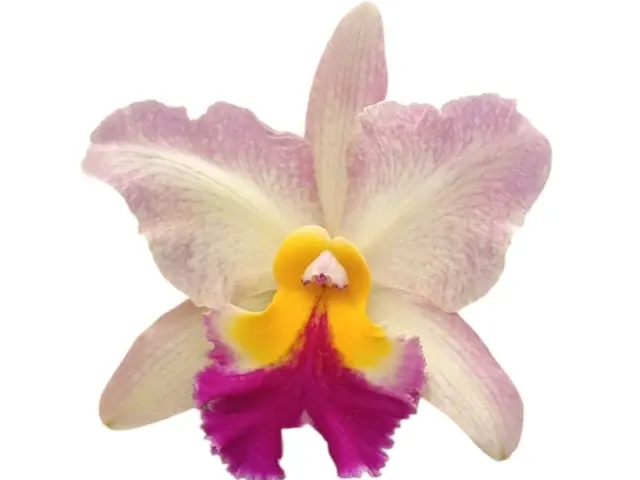 Rhyncholaeliocattleya Galapagos Sunset (Rhyncholaeliocattleya)