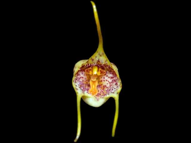 Dracula mopsus 'Ecuagenera' (Dracula)