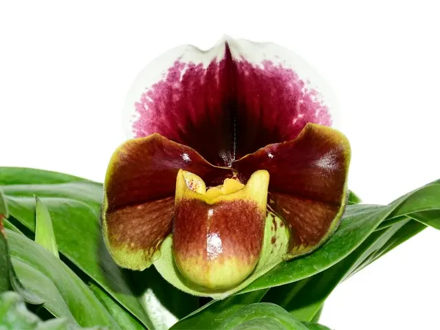 Paphiopedilum Cocoa Motto Kitty X Paph. Enzan Crown Tree (Paphiopedilum)