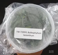 FLASK Bulbophyllum lasianthum