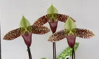 Paphiopedilum sukhakulii