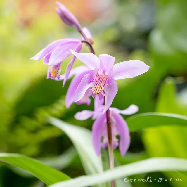 Bletilla yokohama