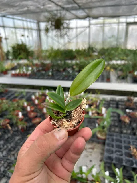 Cattleya kerrii (Cattleya)