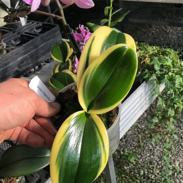 Phalaenopsis VIVIEN 'variegata'