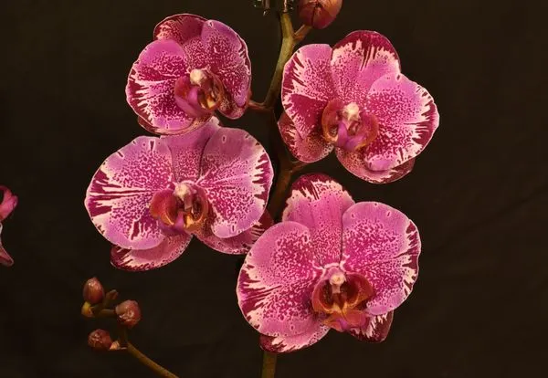 Phalaenopsis 'Magic Dream'