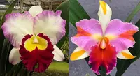Rhyncholaeliocattleya Barbara Schmidt