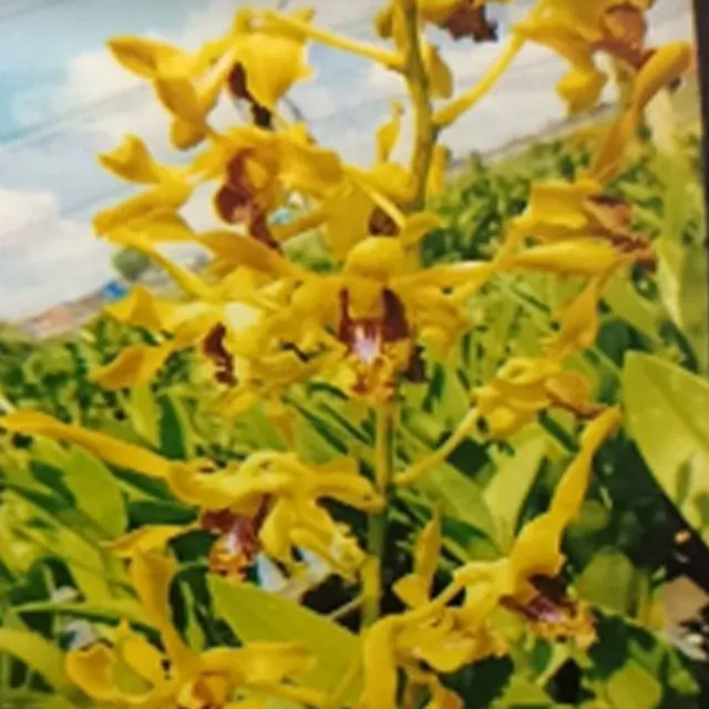 Dendrobium Canaray Gold x Chan Chao Twist (Dendrobium)