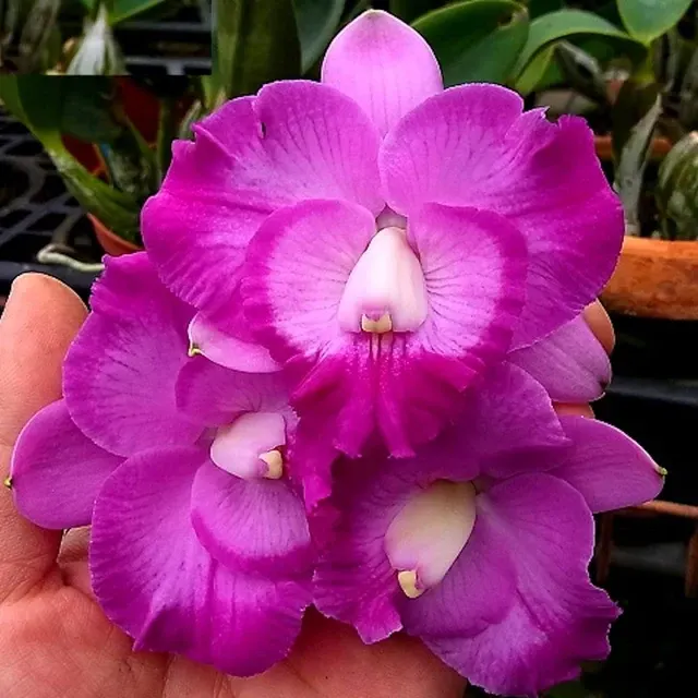Rhyncholaeliocattleya Tsiku Amante