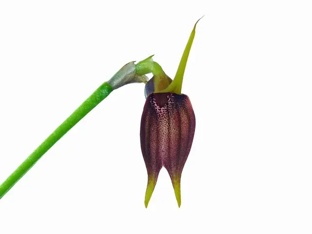 Masdevallia sanguinea (Masdevallia)