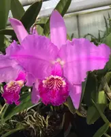 Cattleya lueddemanniana Tipo — 14 cm / No