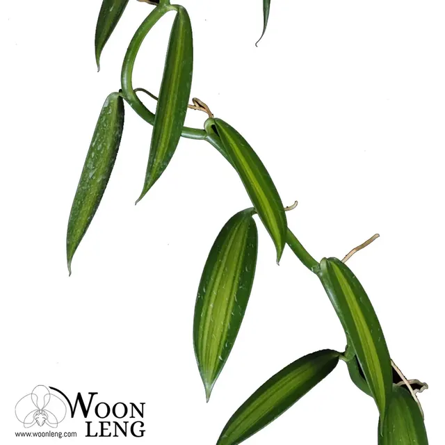 Vanilla Orchid (Vanilla)