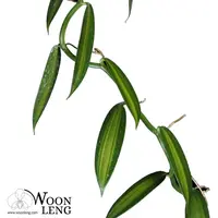 Vanilla Orchid
