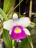 BLC Aiea Lorraine — Not Currently In Bloom or Spike