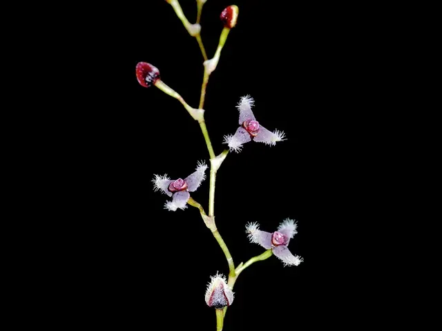 Stelis flexuosissima (Stelis)