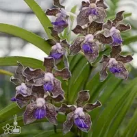 [Bare-root] #VA# Vanda tessellata [2.8 BS][Aug in stock 26]