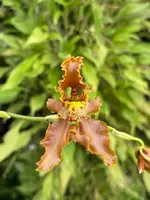 Cyrtochilum falcipetalum