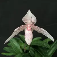 Paph. Daisy Barclay (godefroyae X rothschildianum)