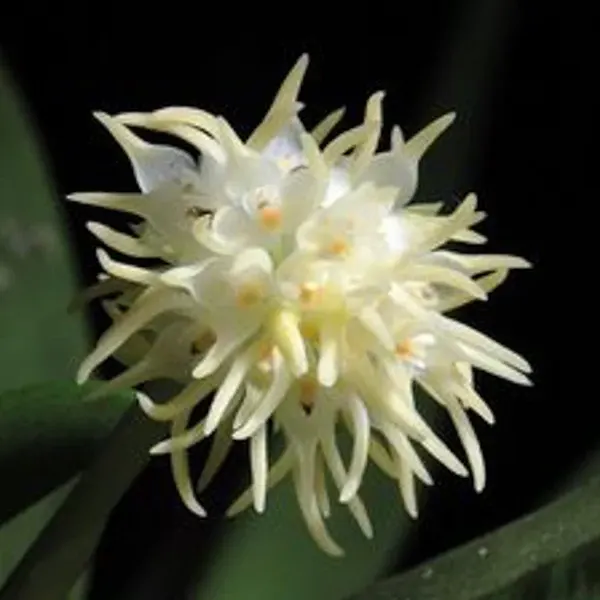 Bulbophyllum odoratissimum 'Alba'