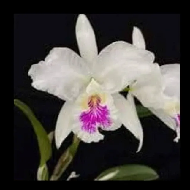 Cattleya lueddemanniana var semi alba (Cattleya)