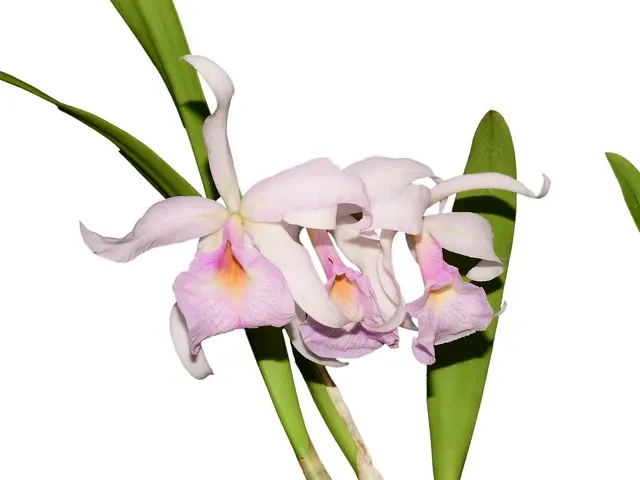 Brassocattleya Martina (Brassocattleya)