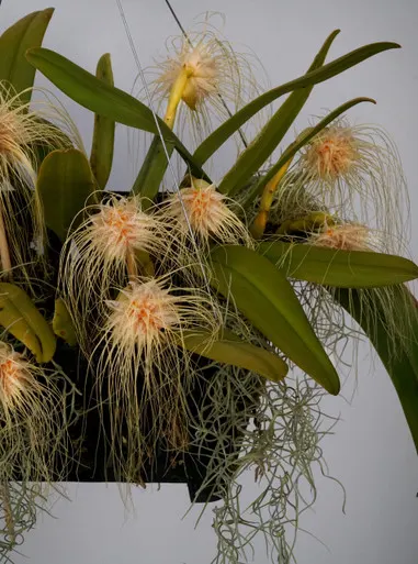Bulbophyllum medusae 'Orchid Dynasty'