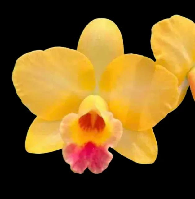 Cattleya Itsy Bitsy 'Yellow Pearl' (Cattleya)