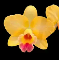 Cattleya ITSY BITSY' Yellow Pearl' AM/AOS