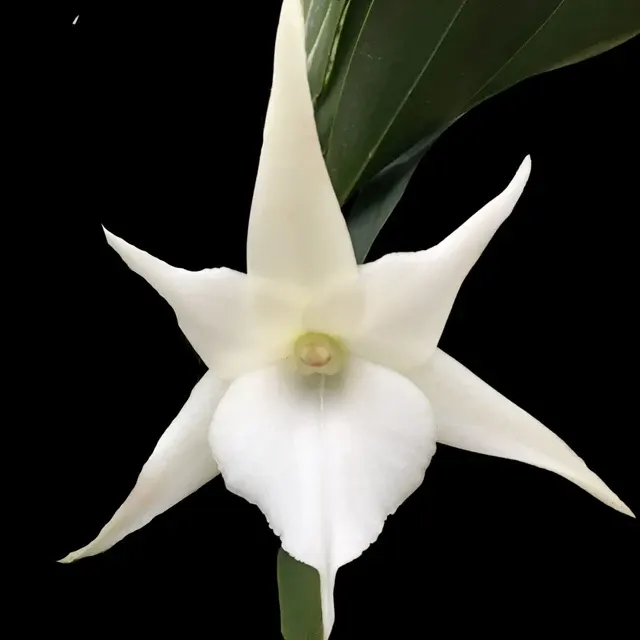 Angraecum sesquipedale x