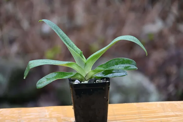 Paphiopedilum Jupiter (Paphiopedilum)