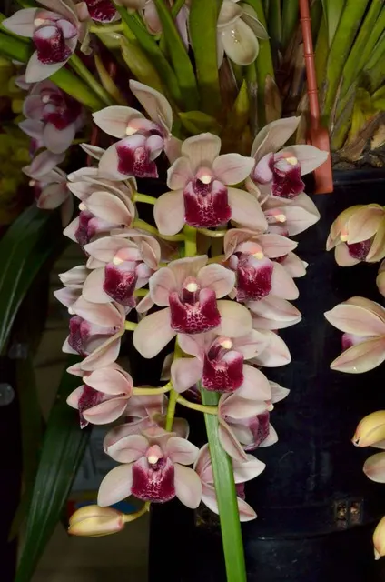 Cymbidium Mary Green 'Lipstick' (Cymbidium)