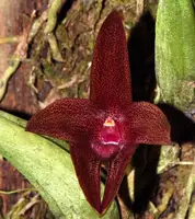 Bulbophyllum elevatopunctatum