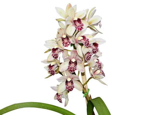 Cymbidium Golden Embers (Cymbidium)