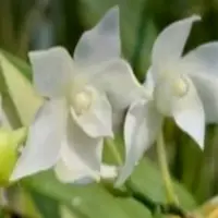 Dendrobium Orchid Hercoglossum Alba Rare Exotic Plant