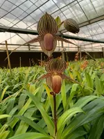 Paphiopedilum rothschildianum 'Chiayi #1 x Chaiyi #4) Sibling cross