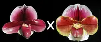 Paphiopedilum New Direction 'Blumen Insel' x Solar Burn 'Orbit'