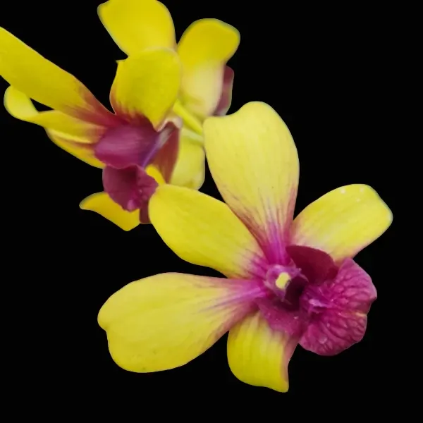 Dendrobium Thongchai Gold x Boonchu Gold